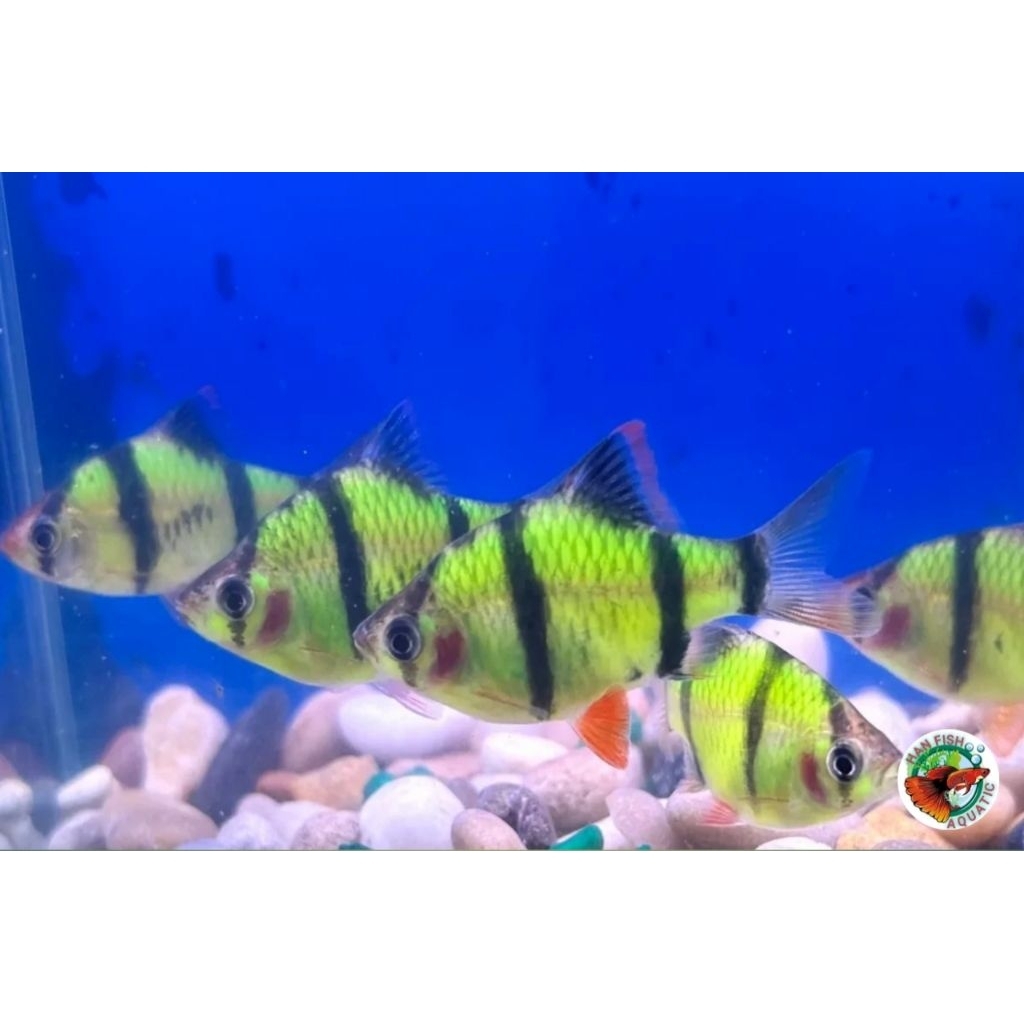TERLARIS Tiger glow sumatera ikan hias air tawar untuk akuarium