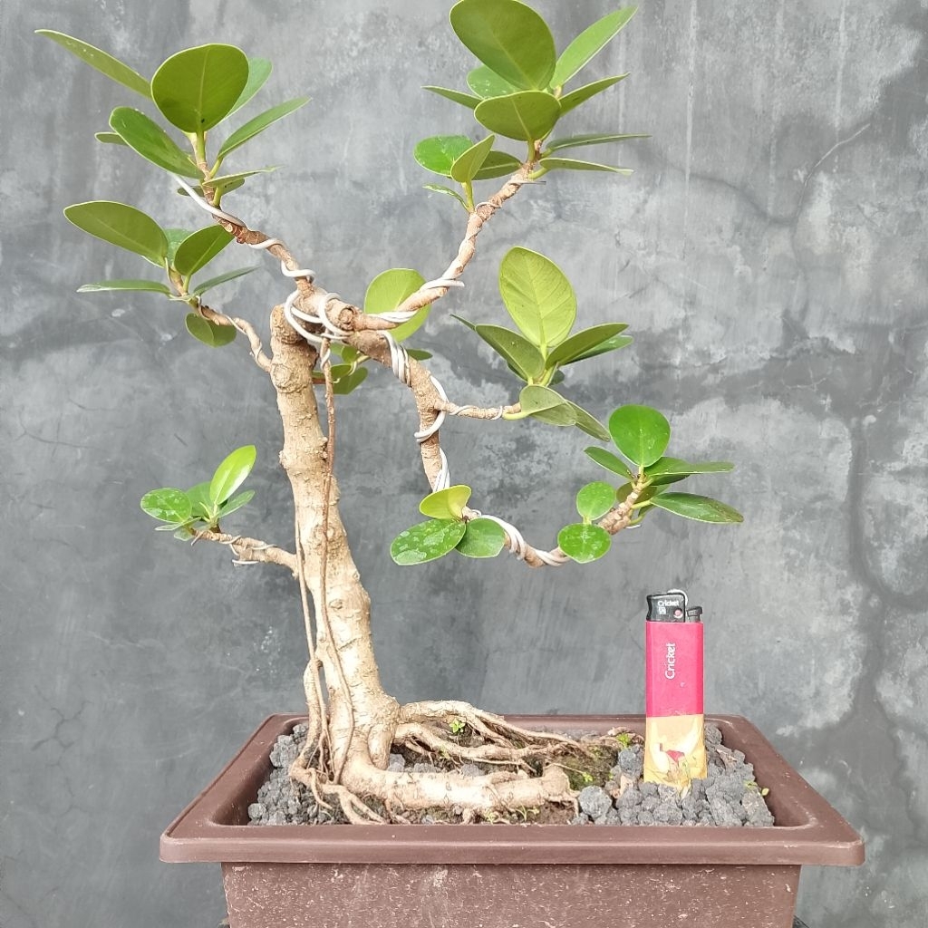 Bonsai beringin dolar