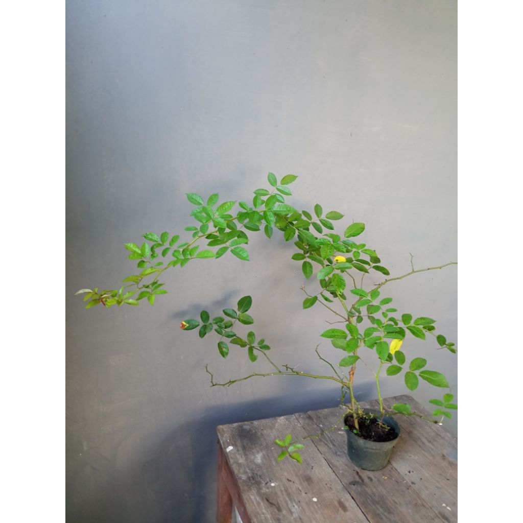 Mawar Ownroot Prosperity Ukuran jumbo / besar ongkir 3kg