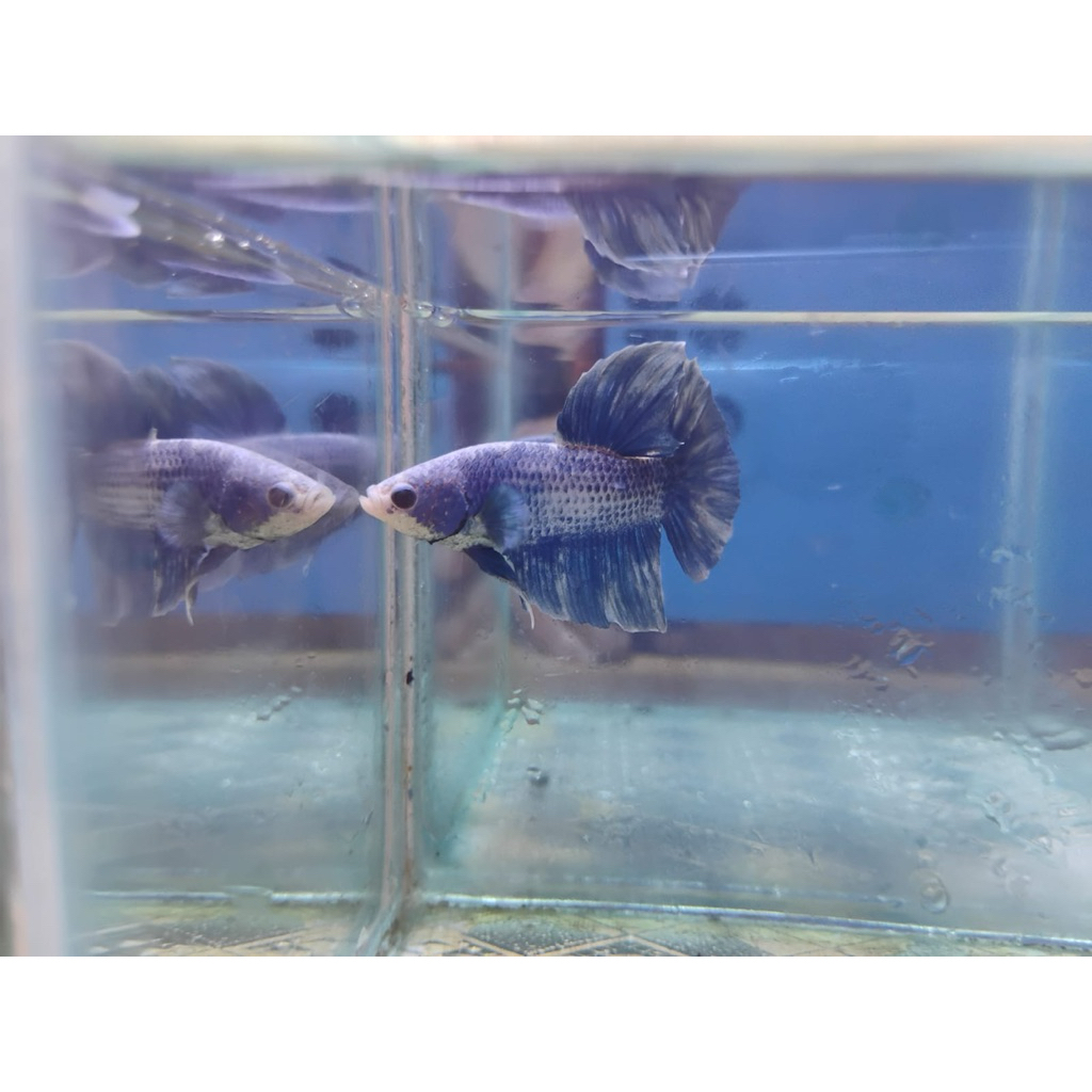 Cupang Giant BO 4.3-4.5 Male