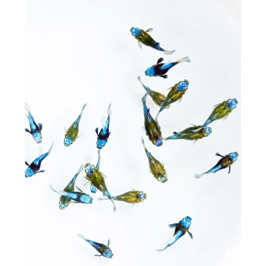 Guppy Blue koi short body ballon/pasang