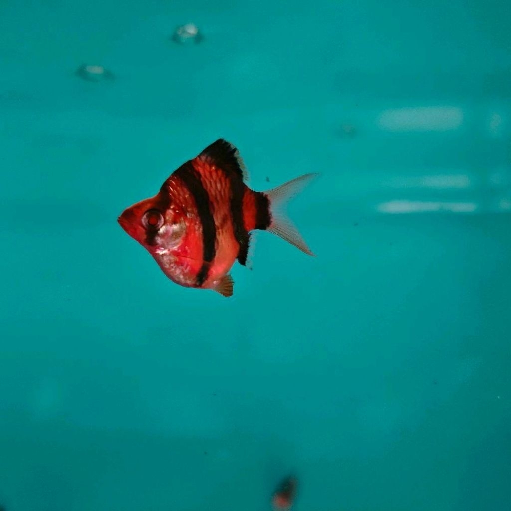 Red Tiger Sumatra Balon Size M L XL