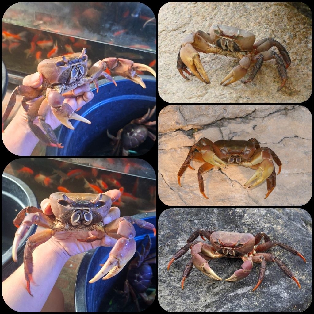 kepiting hias cardisoma carnifex atau brown land crab untuk aquarium dan aquascape
