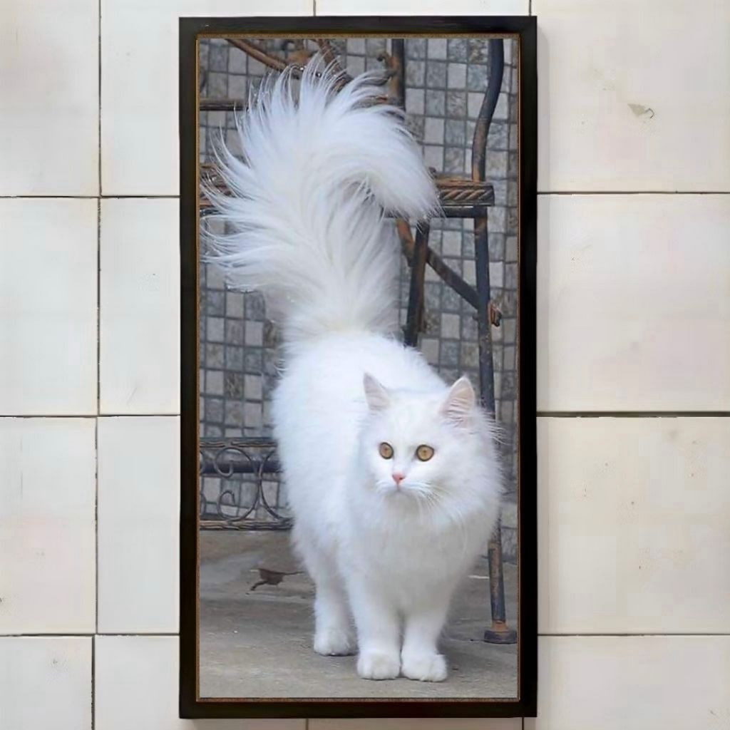 hiasan dinding cetak foto motif kucing anggora putih yang cantik dan imut