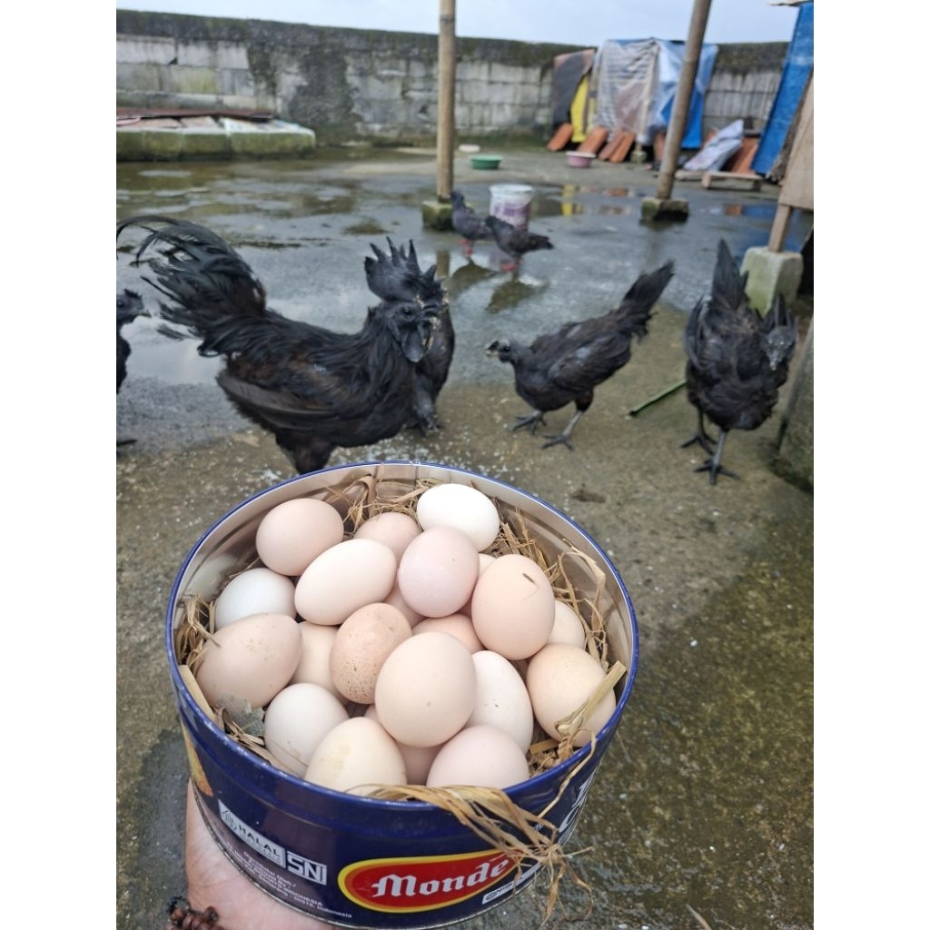 Telur Ayam Cemani Lidah Hitam Ori