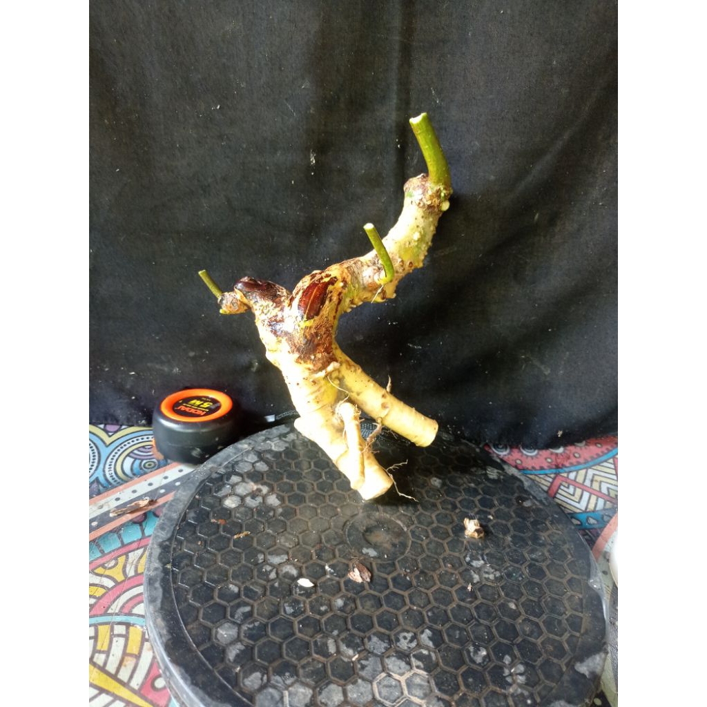 Dongkelan serut mame berkarakter