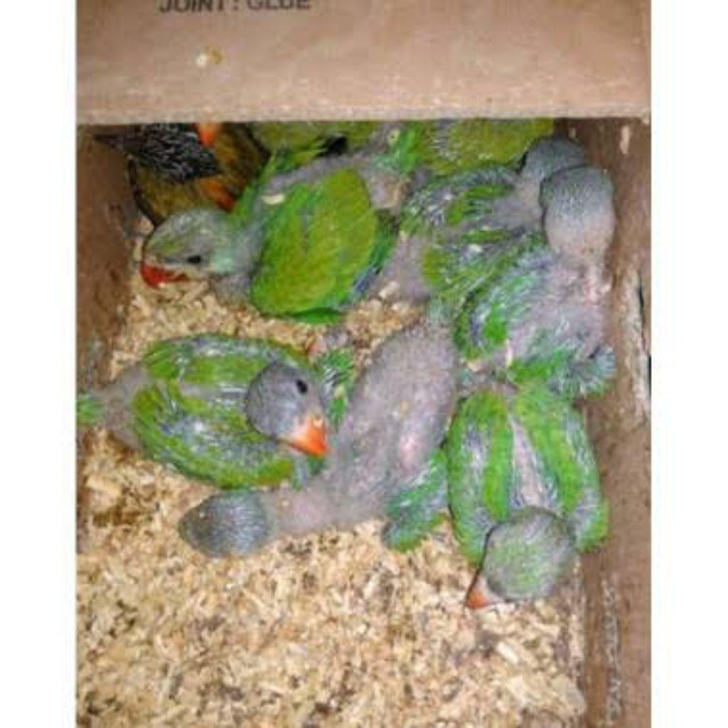 Boneka lolohan Betet Jawa sehat Jos