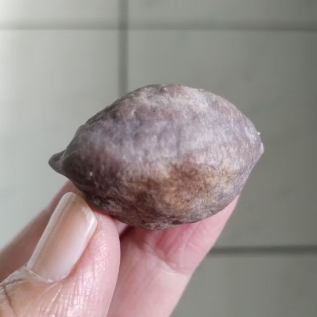 Kemiri Adu Muncang Adu Nyonyo ZT Ori  Tua Jatuhan