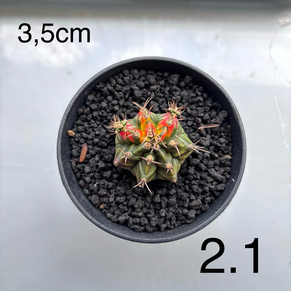 Gymnocalycium mihanovichii varigata