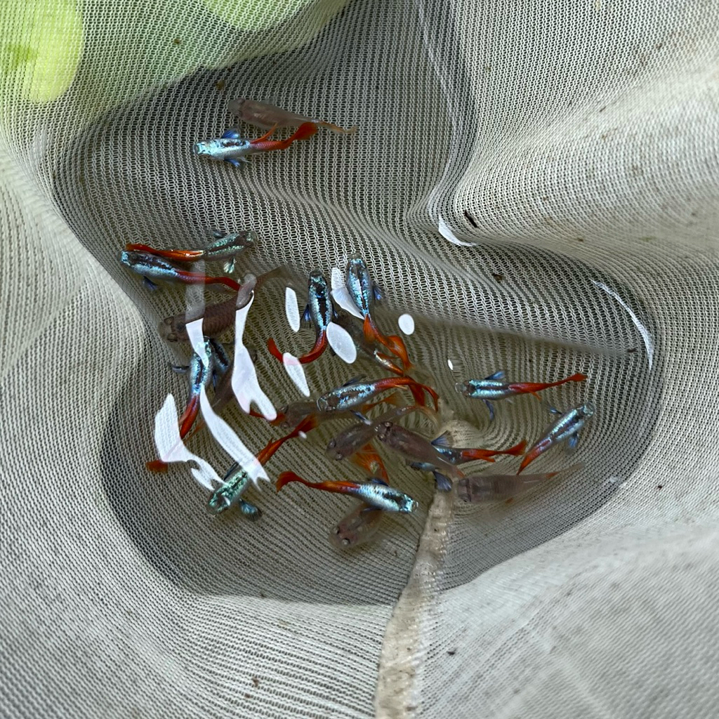 IKAN GUPPY PRTDE 1 PASANG