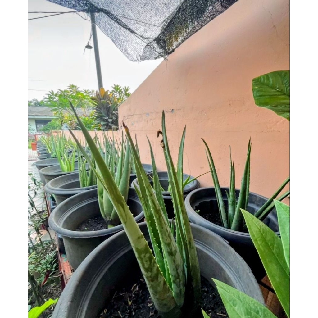 pelepah lidah buaya/ lidah buaya