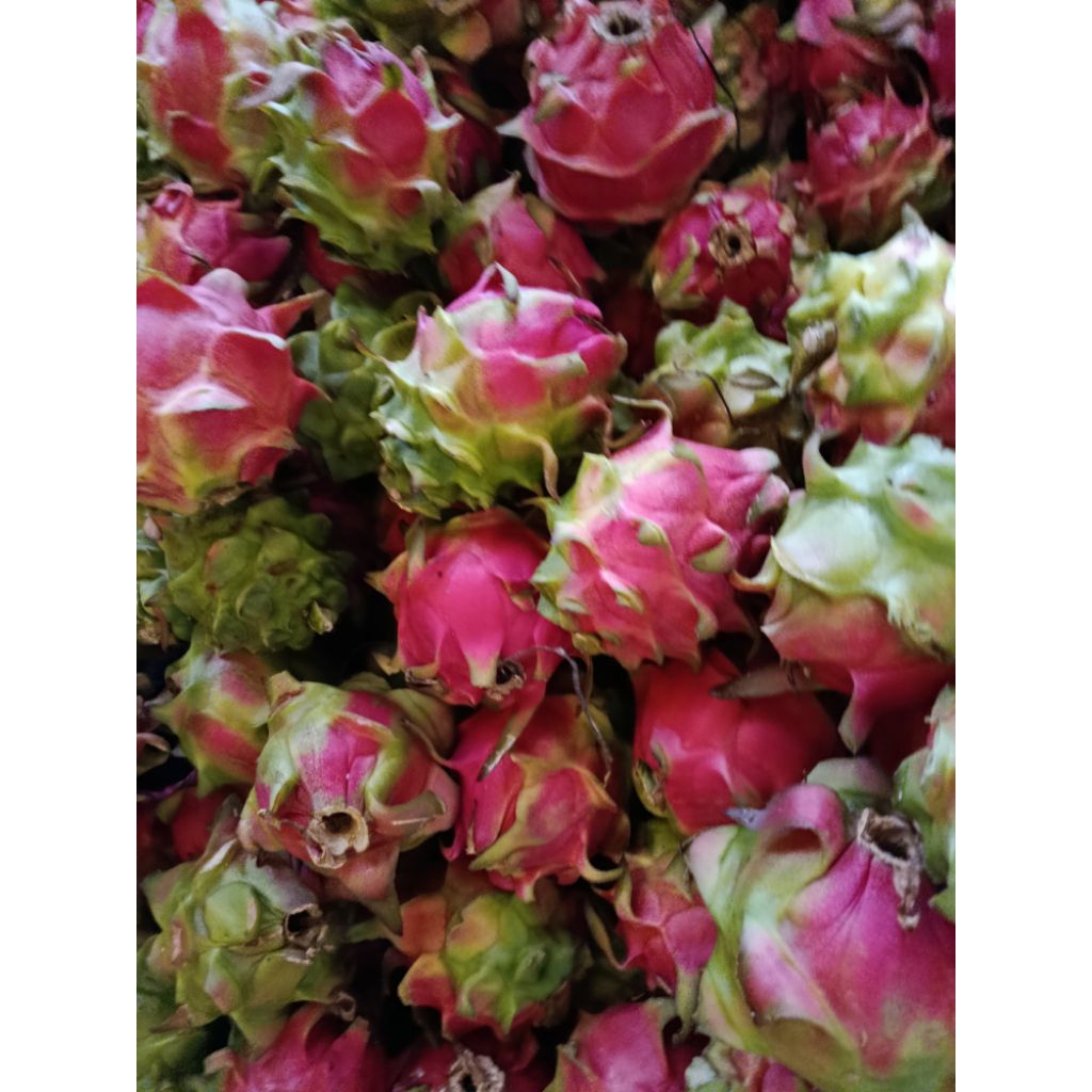 1 kg Buah Naga Segar
