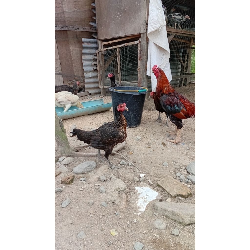 jual ayam siam induk bk mangon