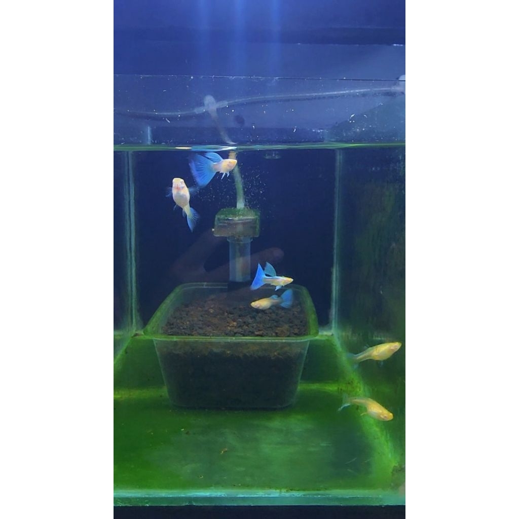 Guppy Blue Sky