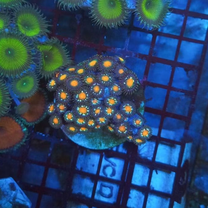 zoa frag 032