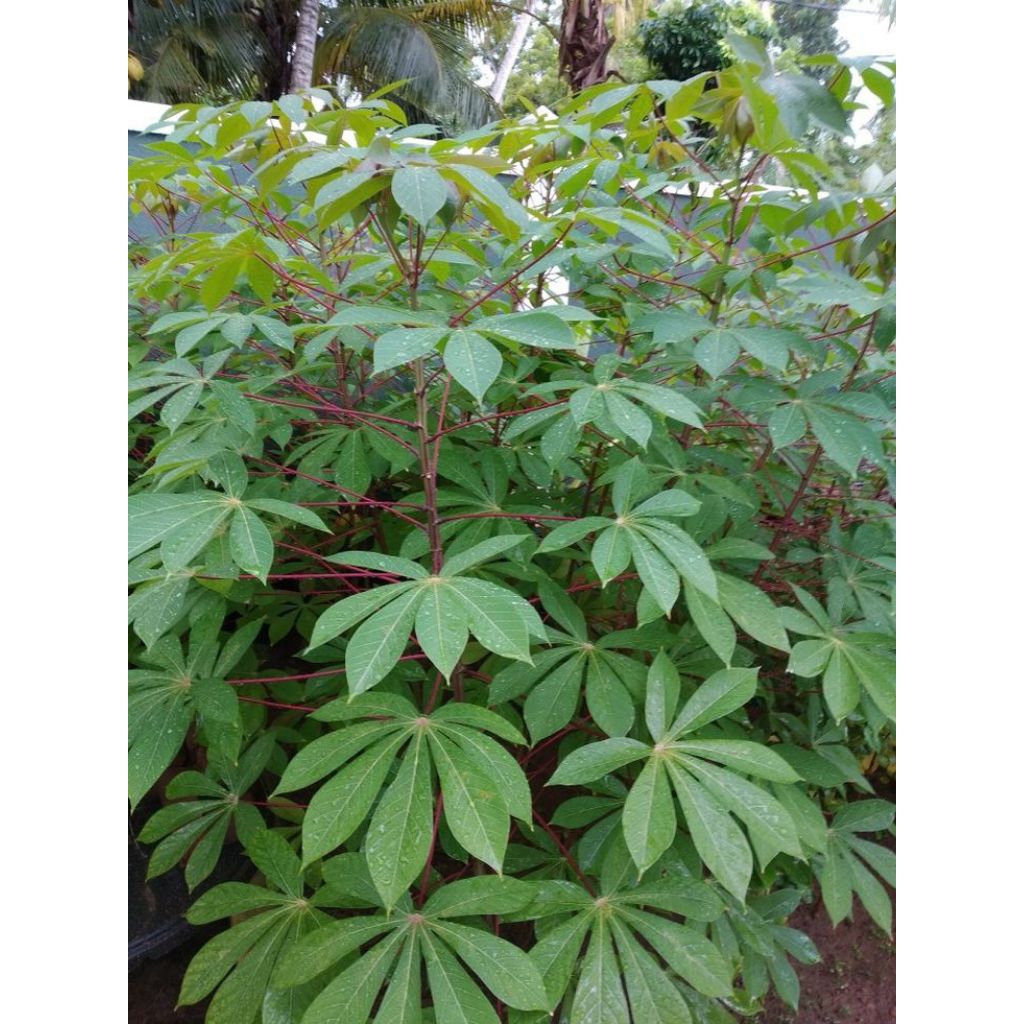 Daun Singkong Segar