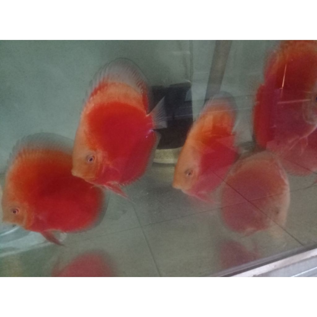 ikan discus red Stardust 4 inch