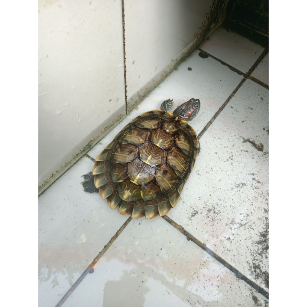 kura brazil jantan indukan