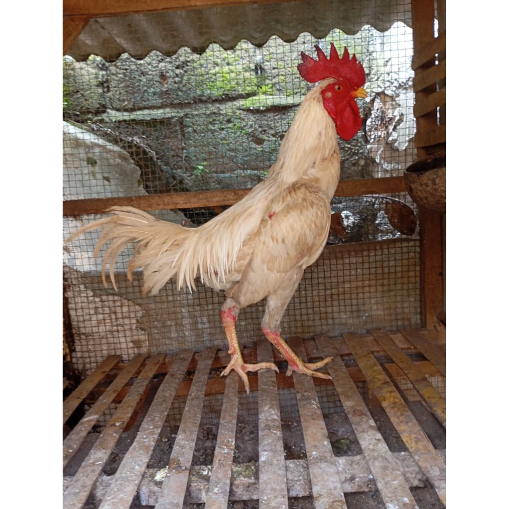 Ayam kampung putih jantan jago di Jakarta