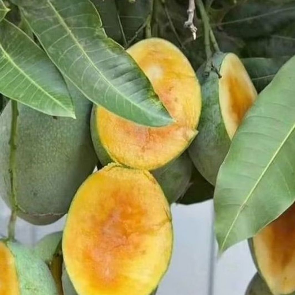 Bibit Mangga Berkualitas (Seedling mangga)