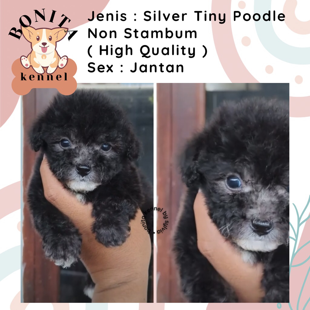 Silver Fawn Toy Poodle Non Stambum Jantan Betina Anakan Anjing Poodle Putihh