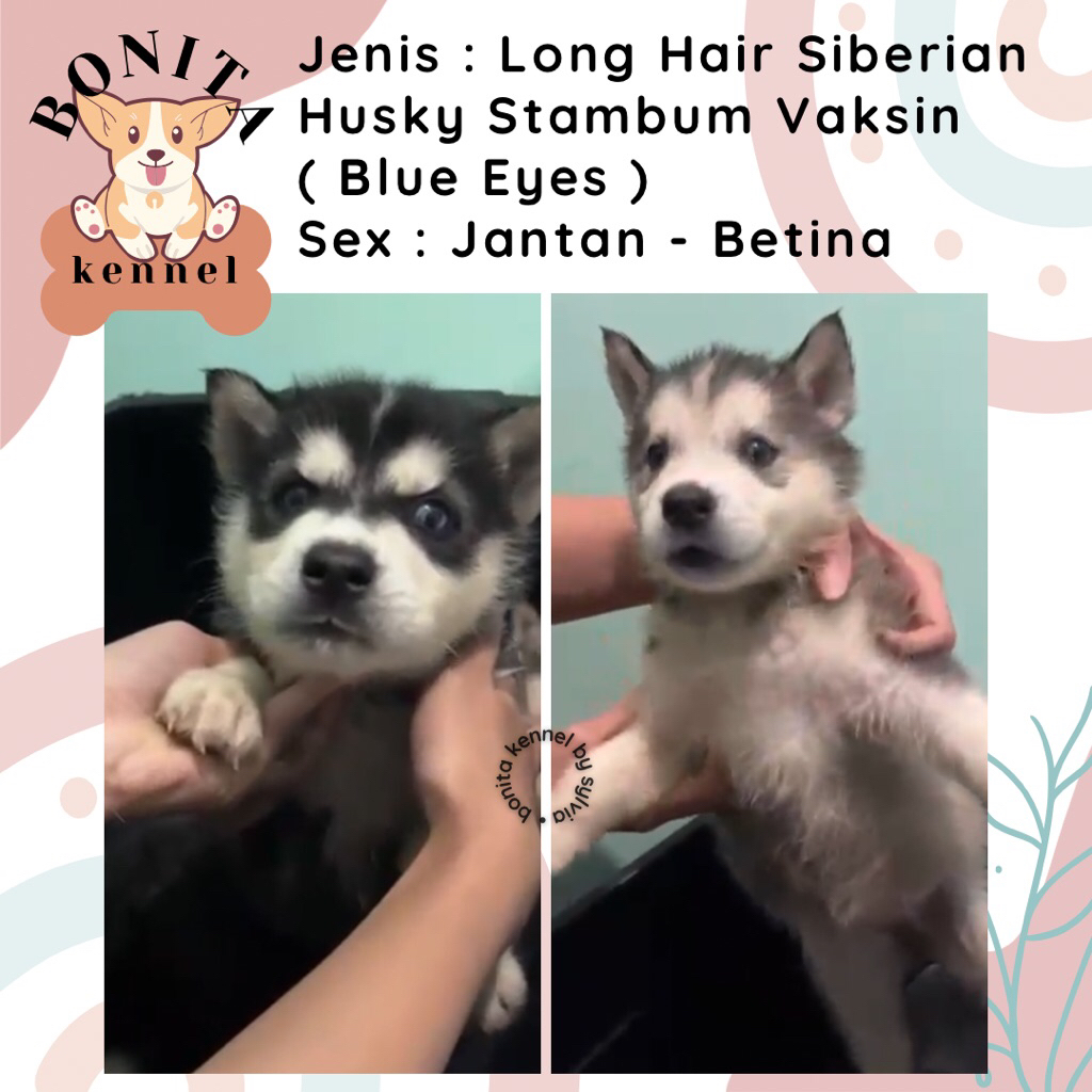 Siberian Husky Long Hair Stambum Anak Anjing Husky Grey Red Cooper