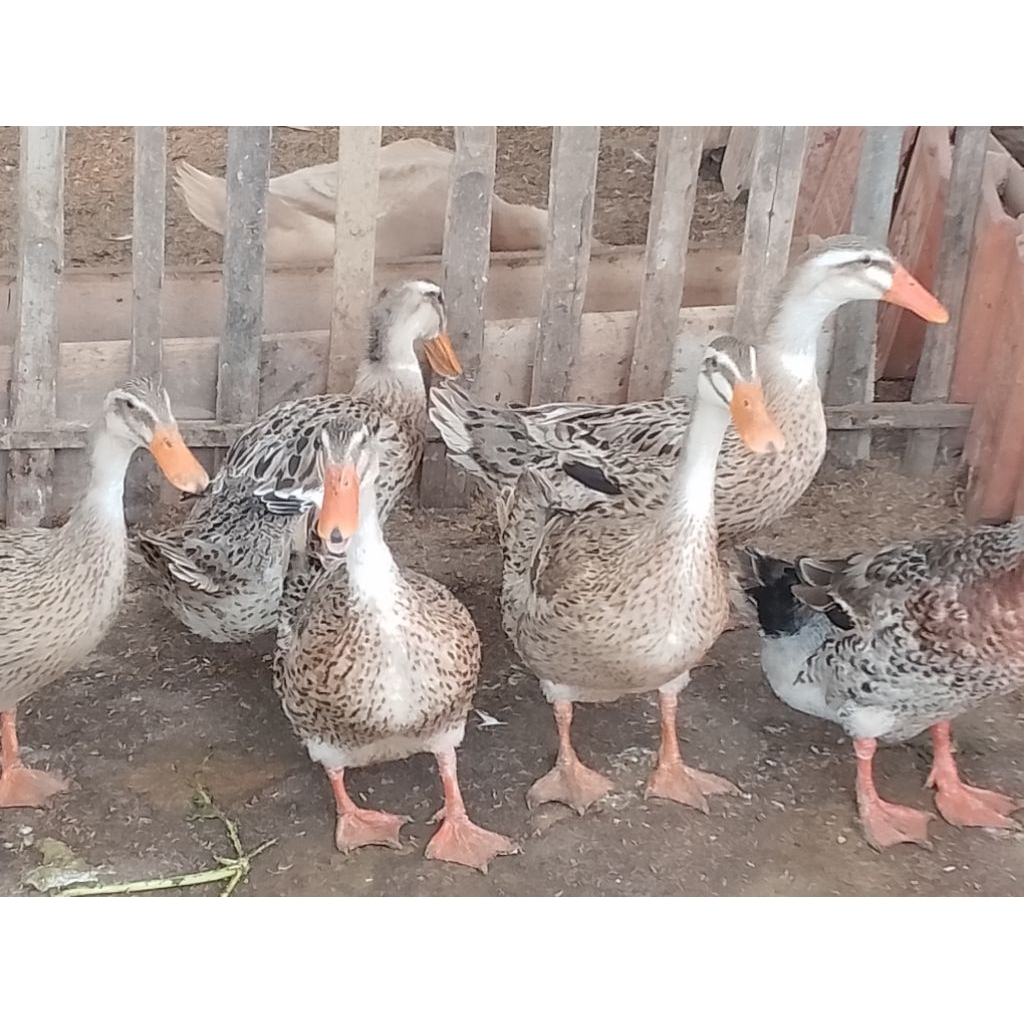 telur fertil/tetas bebek petelur alabio