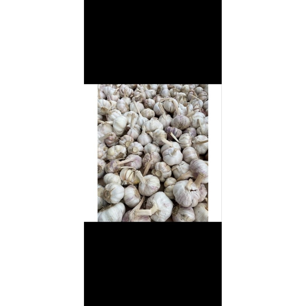 BAWANG PUTIH KOTOR