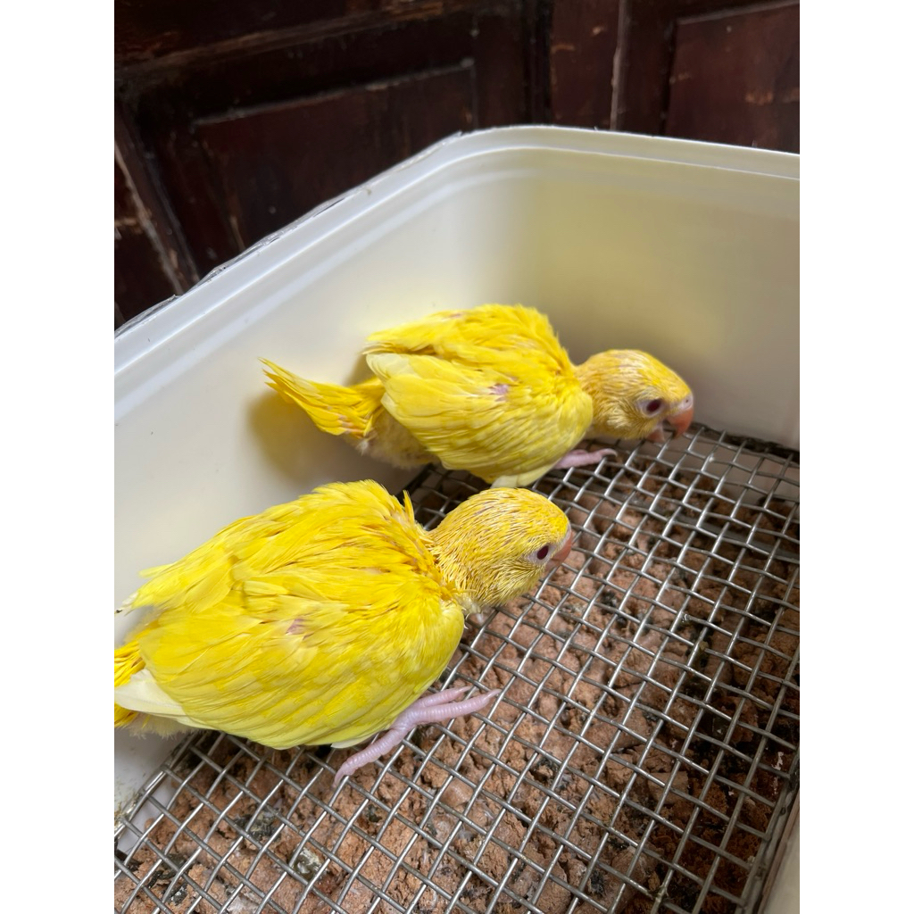 Baby Indian Ringneck Lutino