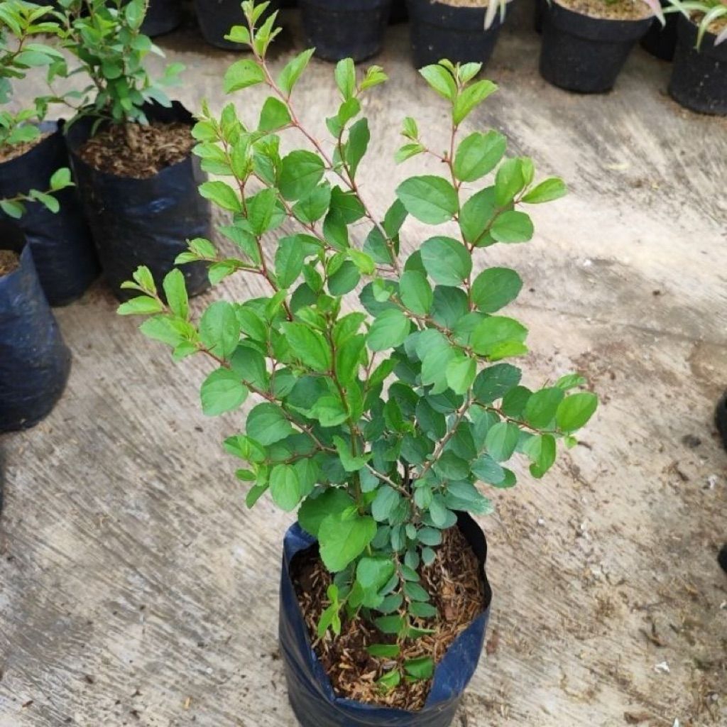 Bibit Tanaman Daun Bidara Arab Asli