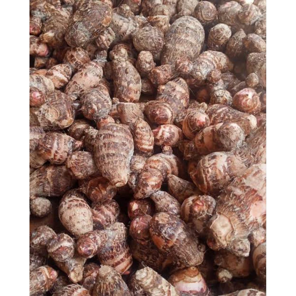talas jepang /talas ketan mentah 1kg