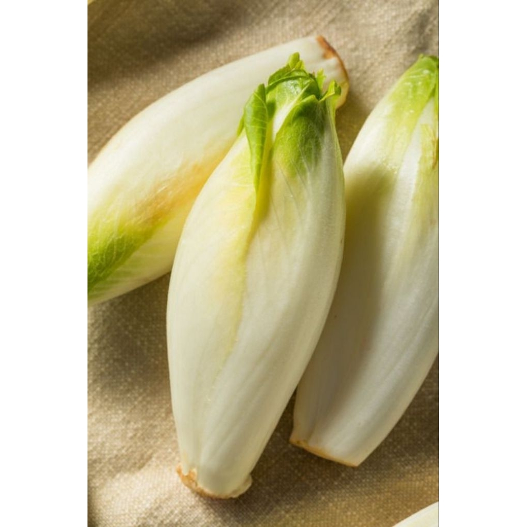 Benih / biji  endive belgian ( 50 butir)