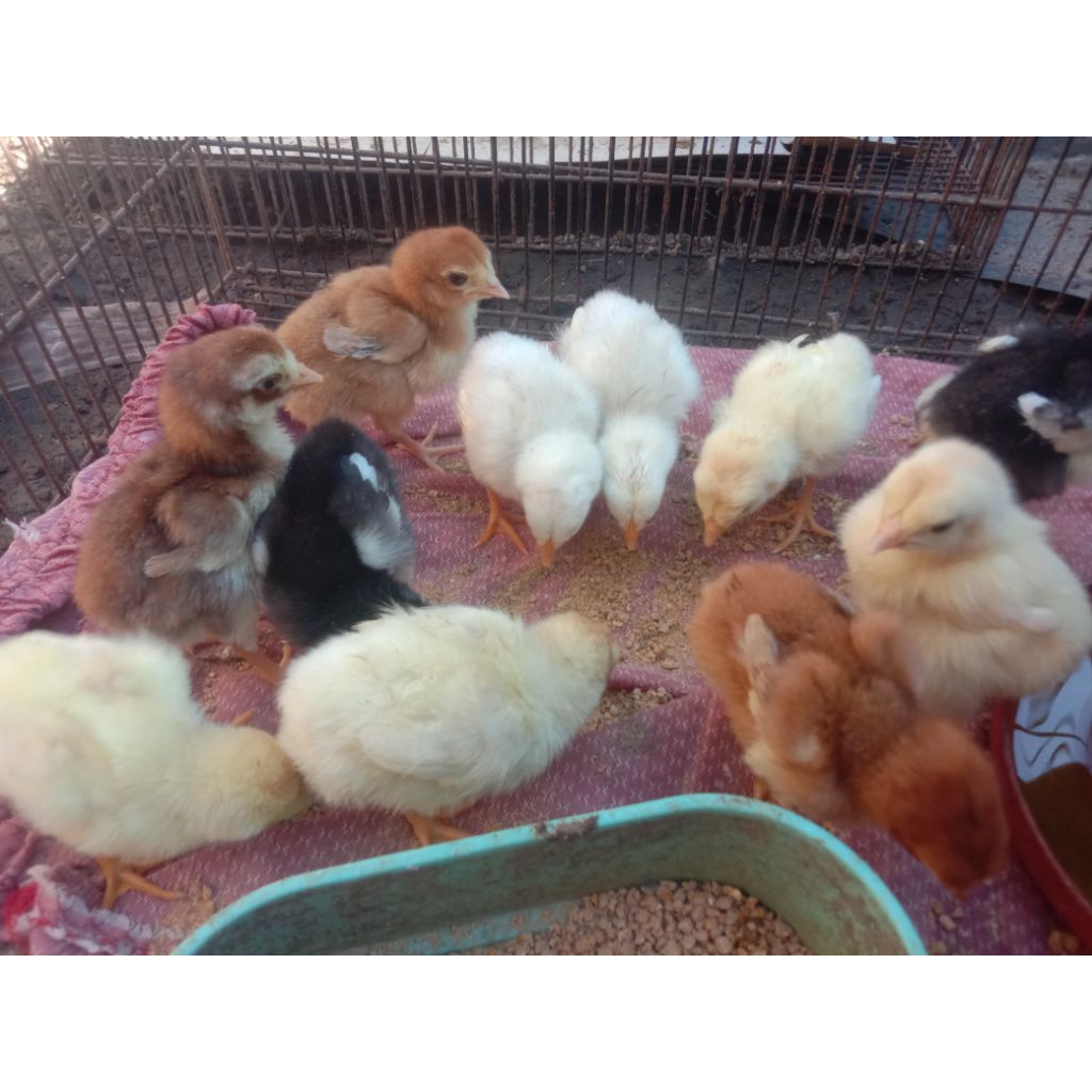 DOC ekor lidi / anakan ayam hias Ekor lidi 1-2 minggu