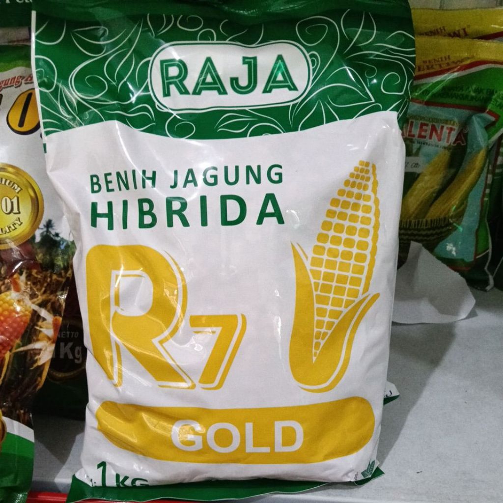 Benih Jagung Hibrida Raja R7 Gold