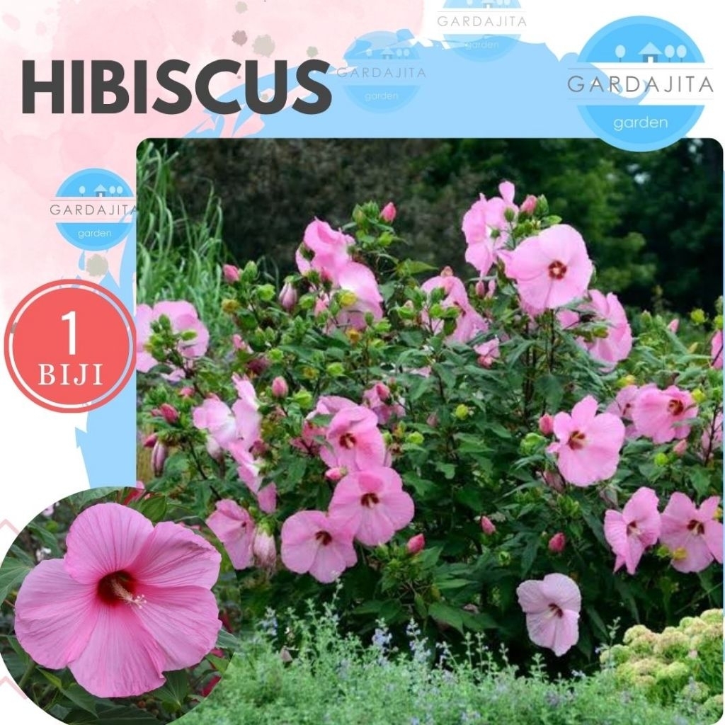 Benih HIBISCUS PINK Biji Bibit Bunga Kembang Sepatu