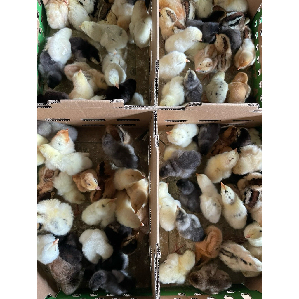 1 Box DOC KUB 2 Janaka Full Kaki Kuning