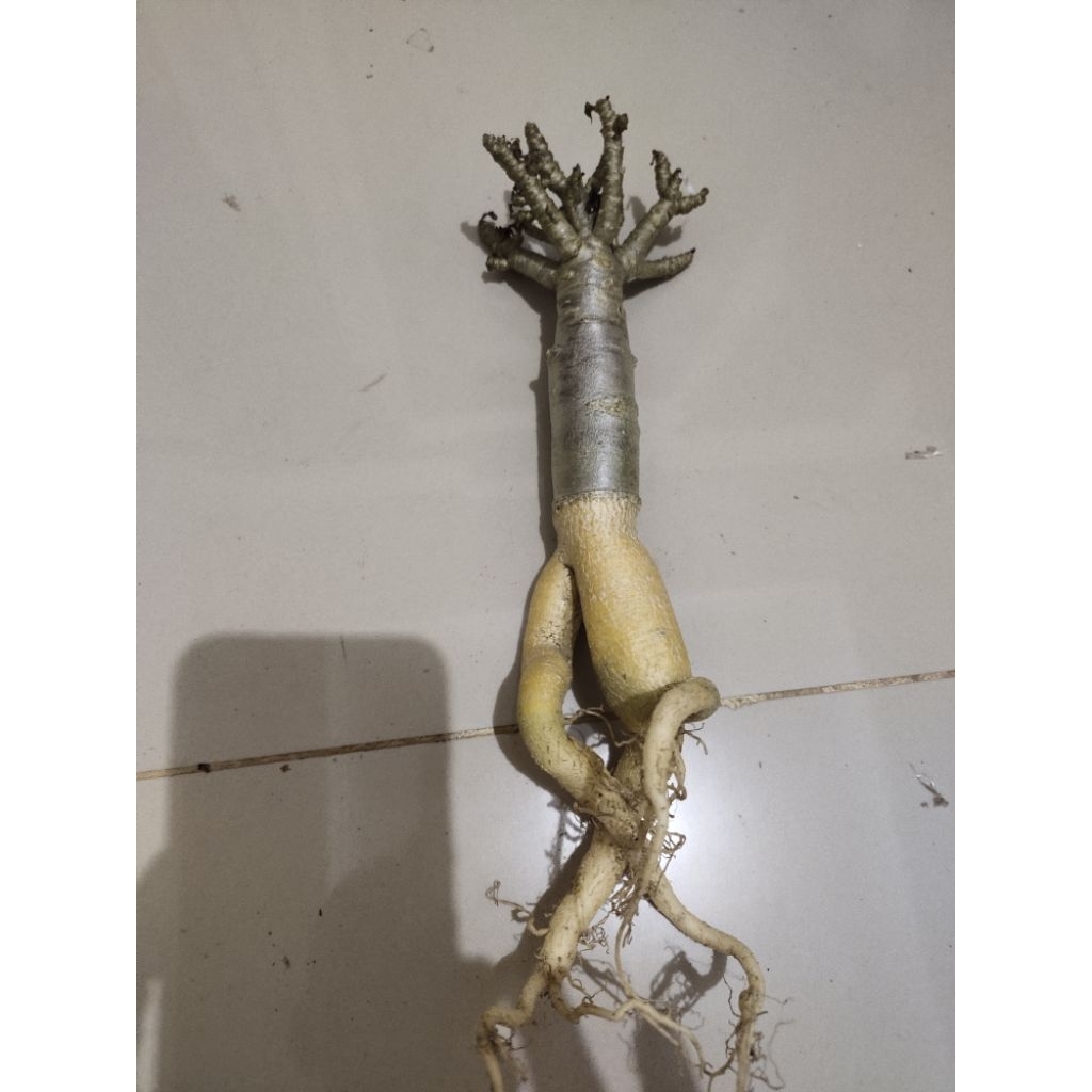 adenium pure akar emas rcn