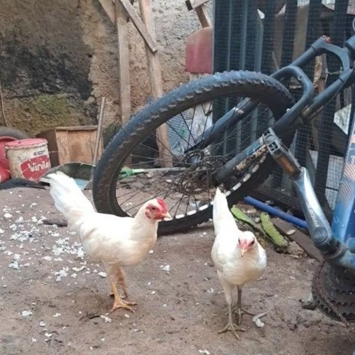 Anak Ayam Kampung hidup/Ayam Kampung/Anak ayam Usia 4 Bulanan/Per Ekor