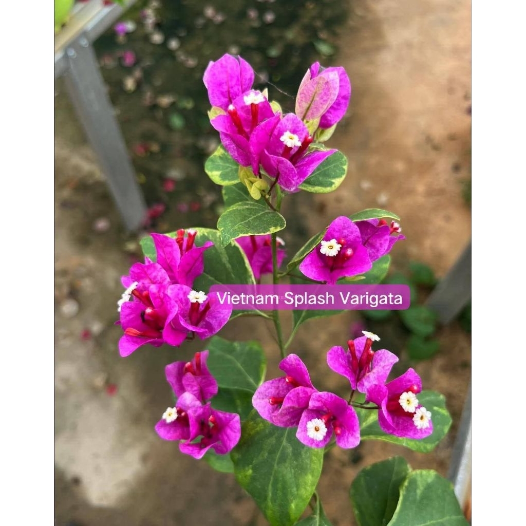 BOUGENVILLE VIETNAM SPLASH VARIGATA STEK & ENTRE