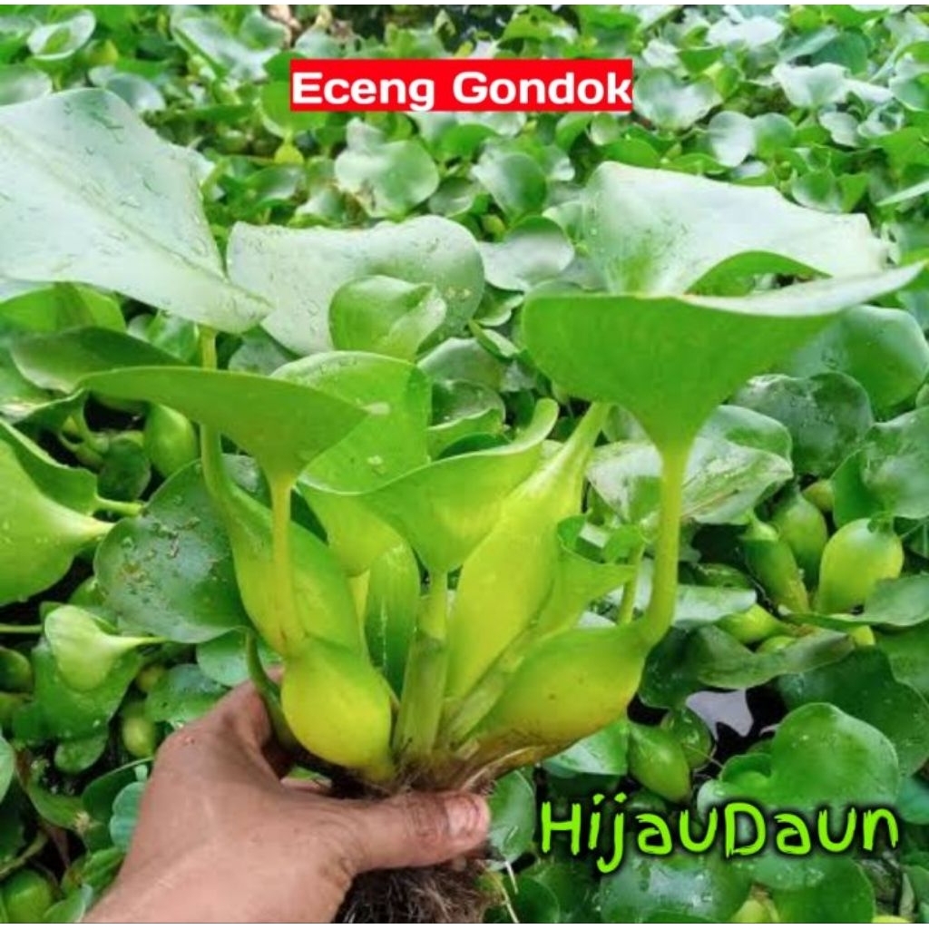 eceng gondok hijau daun hiasan kolam/akuarium ikan nila gurame bawal lele