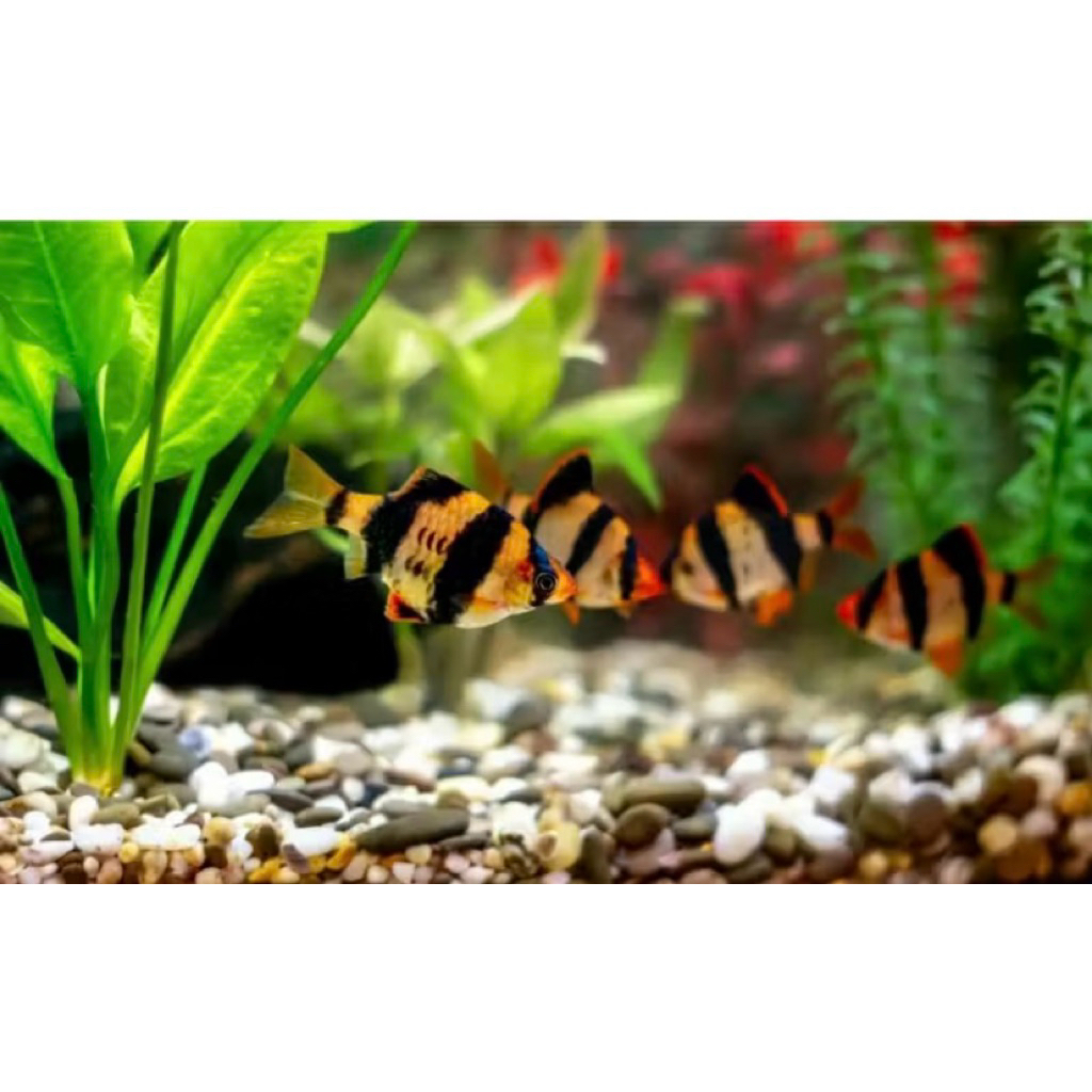 Ikan Tiger Fish (Sumatra) Ikan Air Tawar