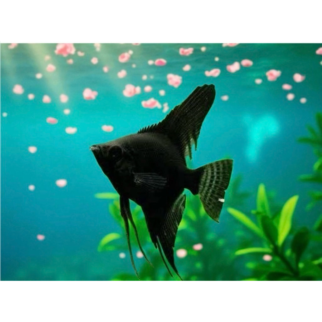 Ikan Manfish Black Angel Slayer Ikan Hias Air Tawar