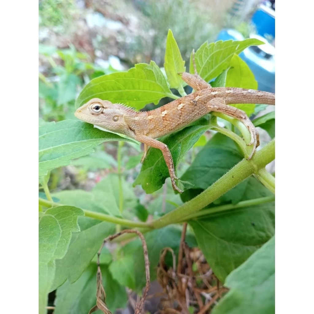 BUNGLON SURAI / LONDOK TAMAN (Calotes Versicolor) - Reptil Eksotis Bisa Berubah Warna - Peliharaan U