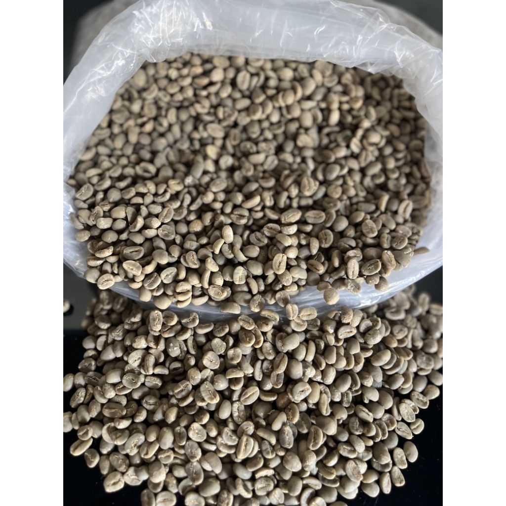 green bean (biji kopi mentah) luwak liar asli gayo aceh