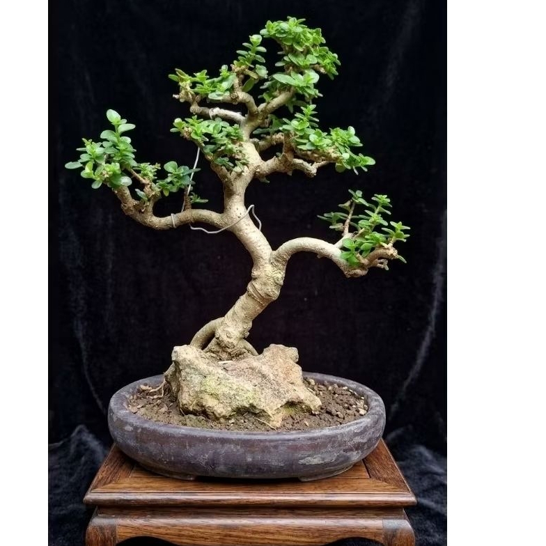 Bonsai sancang mame on the rock
