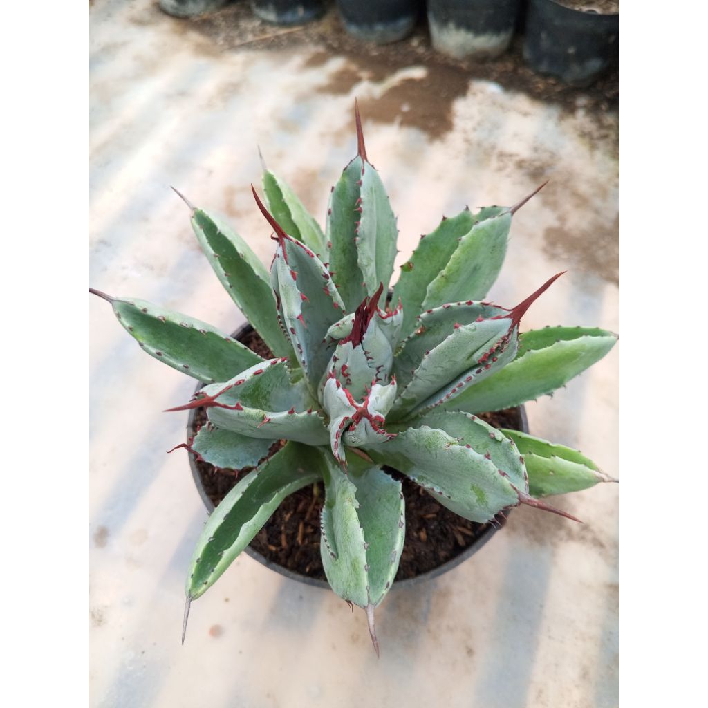 Agave potatorum 'Cubic