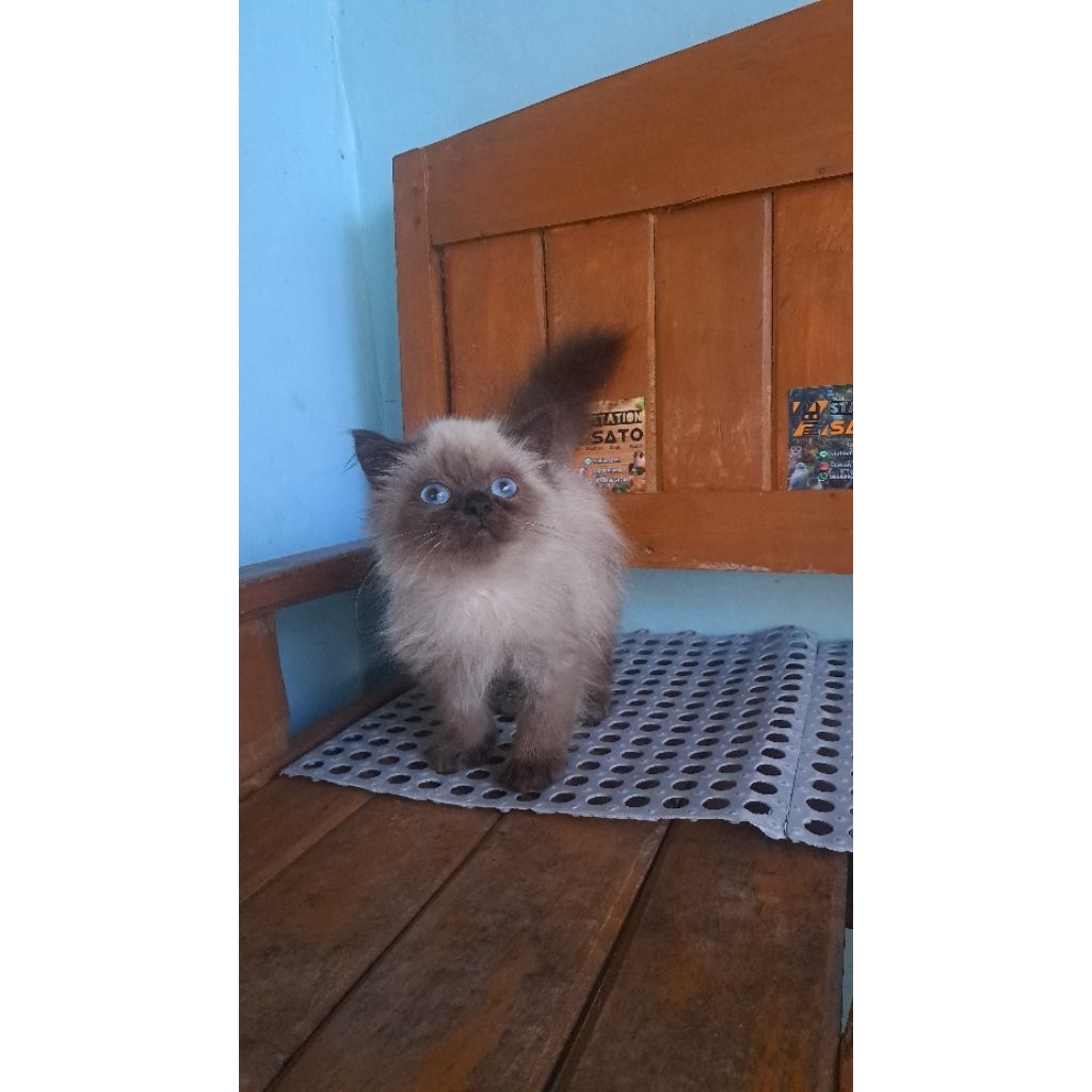 Kucing persia himalaya ragdoll lucu murah