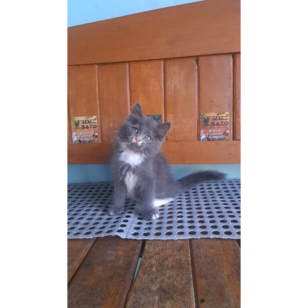 kucing persia abu putih longhair lucu murah
