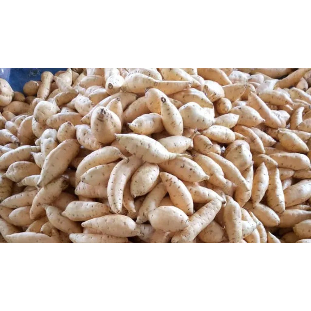 UBI CILEMBU ASLI MENTAH UBI MADU CILEMBU