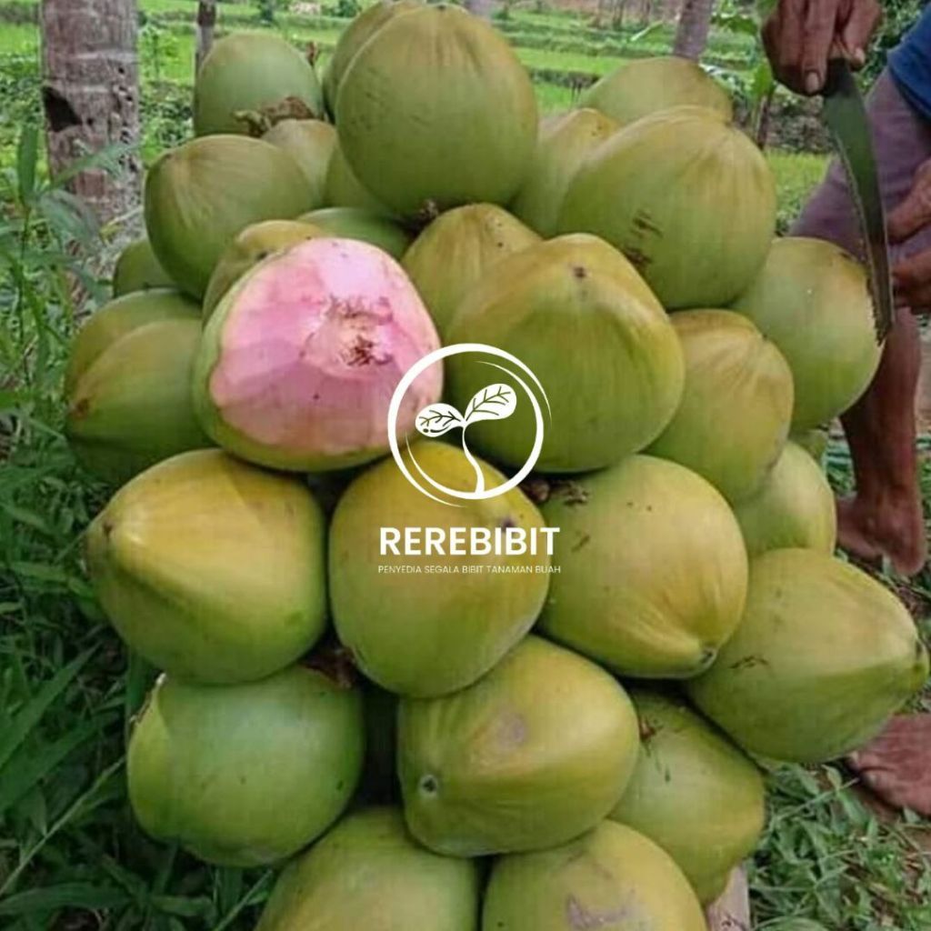 Bibit Kelapa Wulung / Kelapa Hijau Wulung / Kelapa Ijo Asli